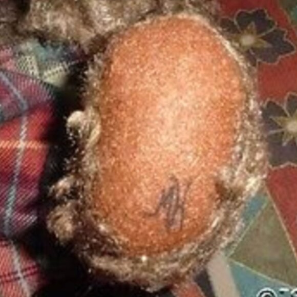 Ganz Cottage Collectibles Mohair Bear Robbie with Rover 1996 Artist MARY HOLSTAD - Picture 9 of 10